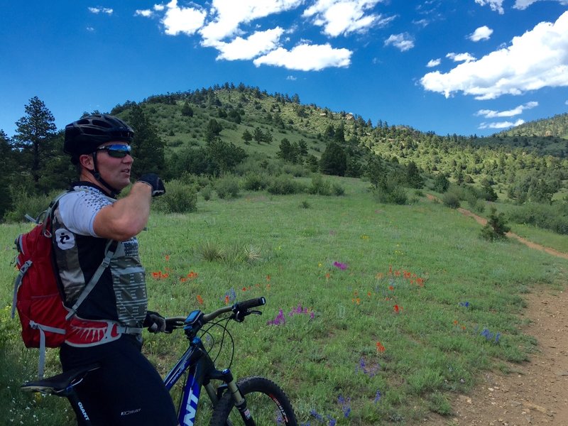 The wildflowers in full bloom in the middle of June.