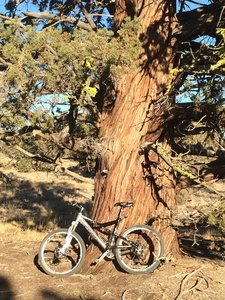 Look for the Big Tree along the trail.