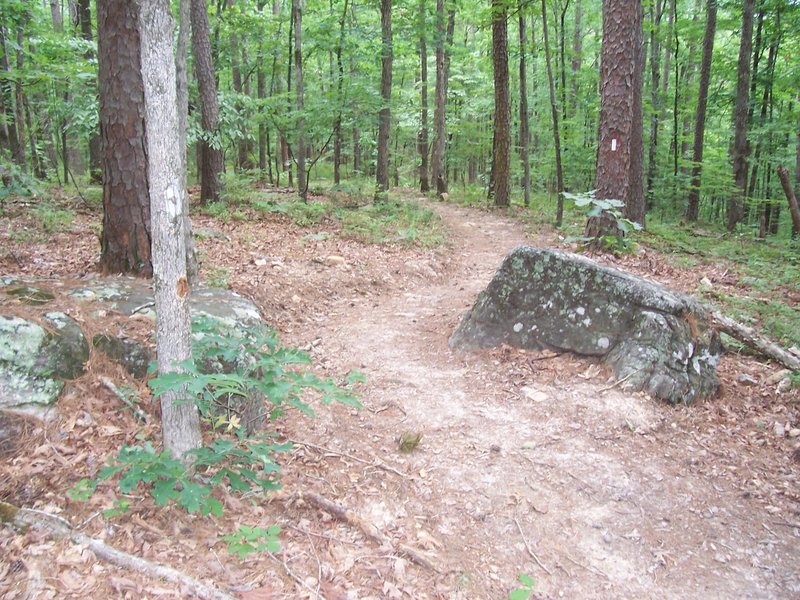 Some of the smooth singletrack that is now Charlton and LOViT trails.