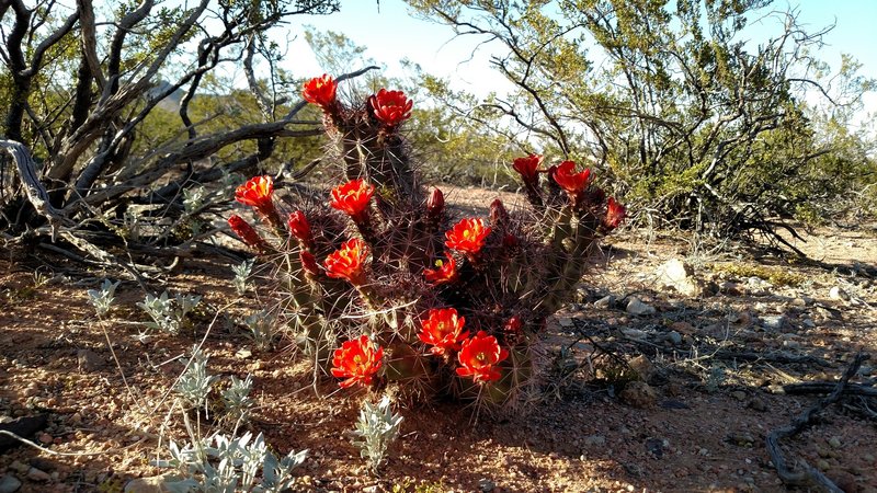 Desert spring bloom.