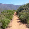 View of Santiago Truck Trail (looking east) with Santiago Peak (trademark antennas) in the background.