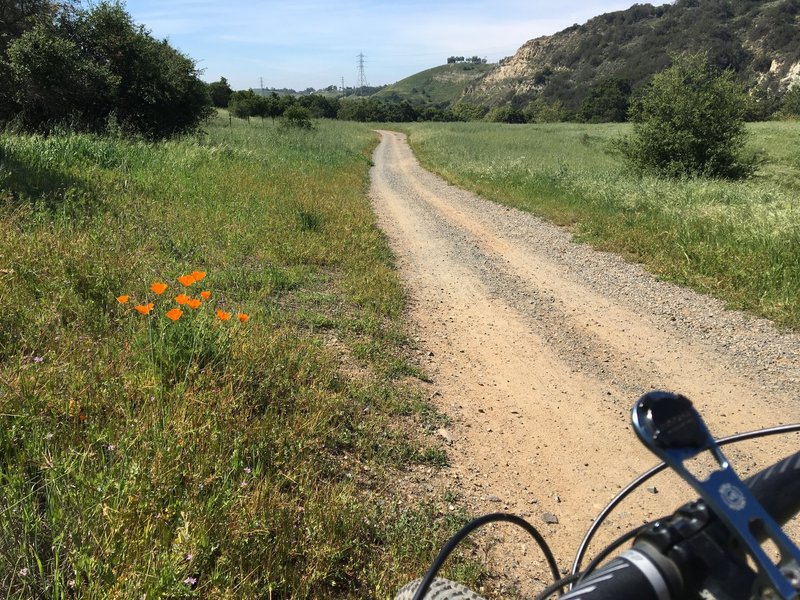 Riding through the meadow with the California poppies.