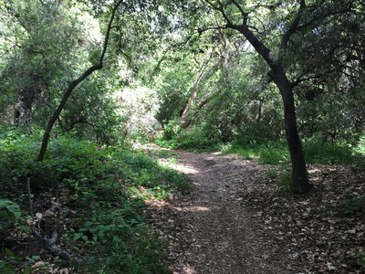Meandering trail through the forest.