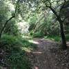 Meandering trail through the forest.