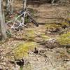 For now, a natural root bridge on the Red Trail.