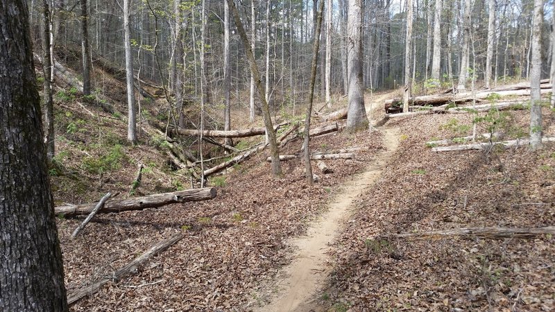 One of several hills on the Red Trail. What goes up one day, goes down the next!