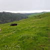 Conlon Trail overlooking Wildcat Canyon.