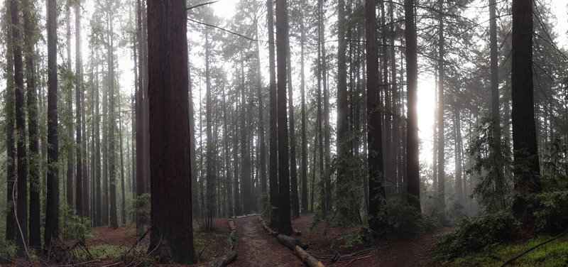 The appropriately named Big Trees Trail.