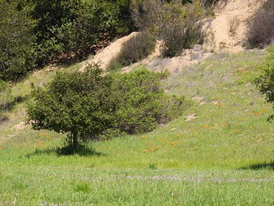Redwood Regional Park.