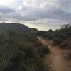 Rolling singletrack.