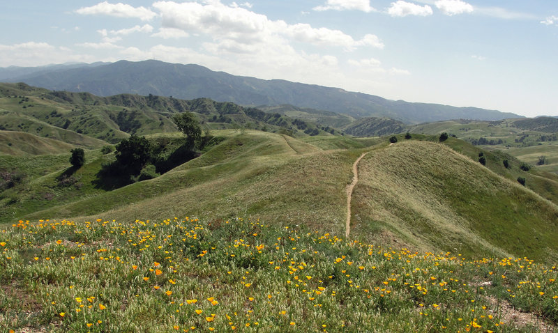 Poppies trail-side, lower Bane ridge trail.