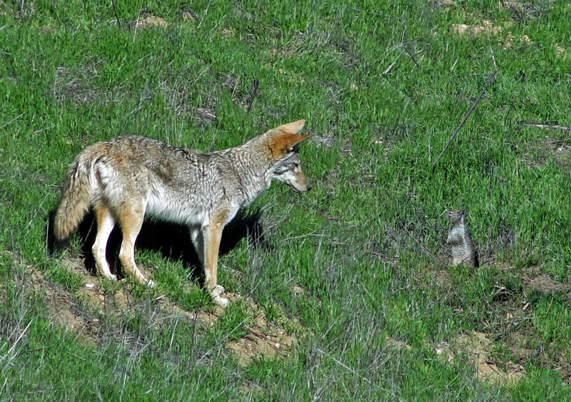 Its a rare day you don't see brother coyote along this route...CHSP version of the Coyote & the Roadrunner.