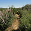 A nice cluster of Bush Lupine growing alongside Bovinian Delight!