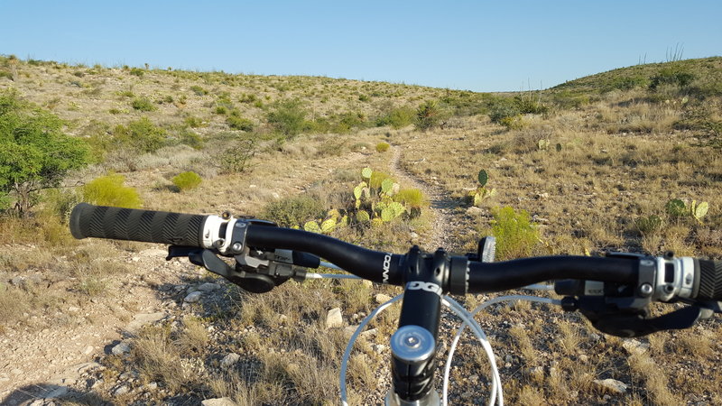 Climbin' and watchin' for cactus.