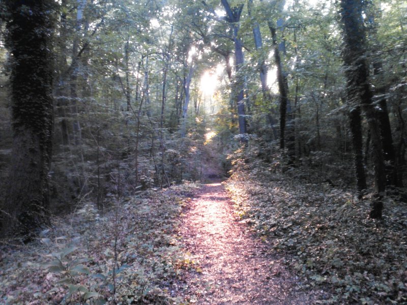 The typical trail in Fort Dupont.