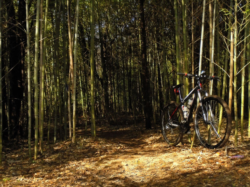 The bamboo forest.