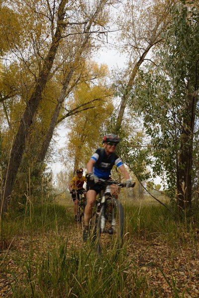 Forested singletrack on Hobos Hideout Trail.