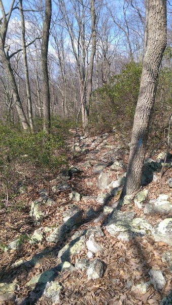 This section of the trail is a lot of hike-a-bike.