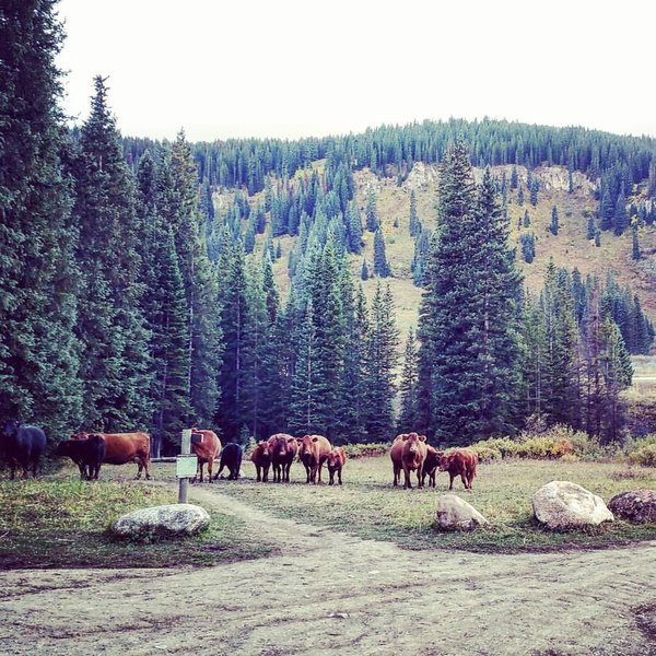 Holy Cow! Exactly what I said when I saw them blocking the trail.