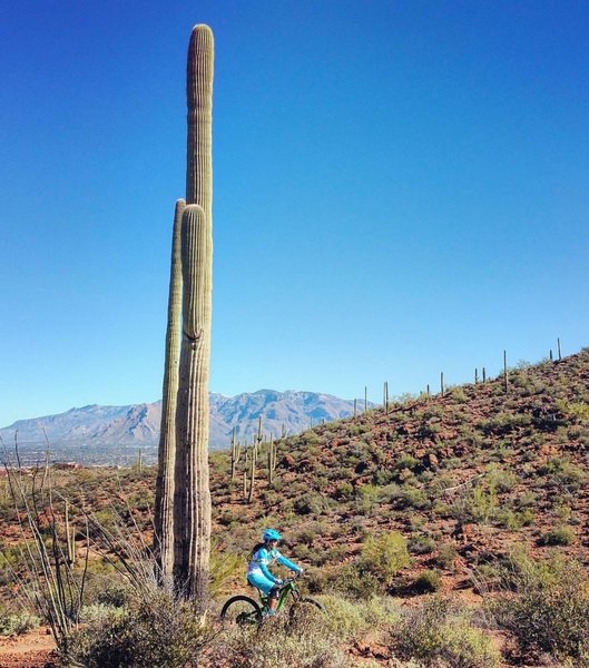 Towering saguaros.