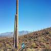 Towering saguaros.