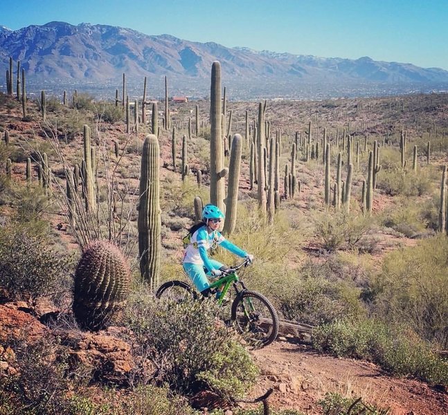 A must ride when in Tucson! Sweet ride along Saguaros at the Sweetwater National Preserve.