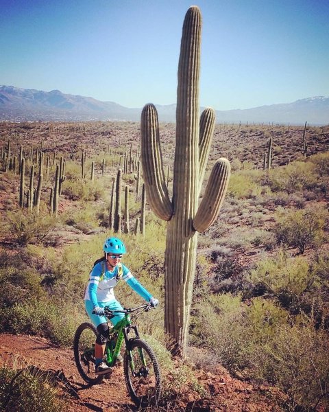 There are prickly friends everywhere! Don't forget to bring your tweezer! Or just don't fall on one of them...