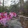 One of the more scenic trails in Georgia. Wild Azaleas about the Henry Mill Falls. The scenery here changes almost weekly.