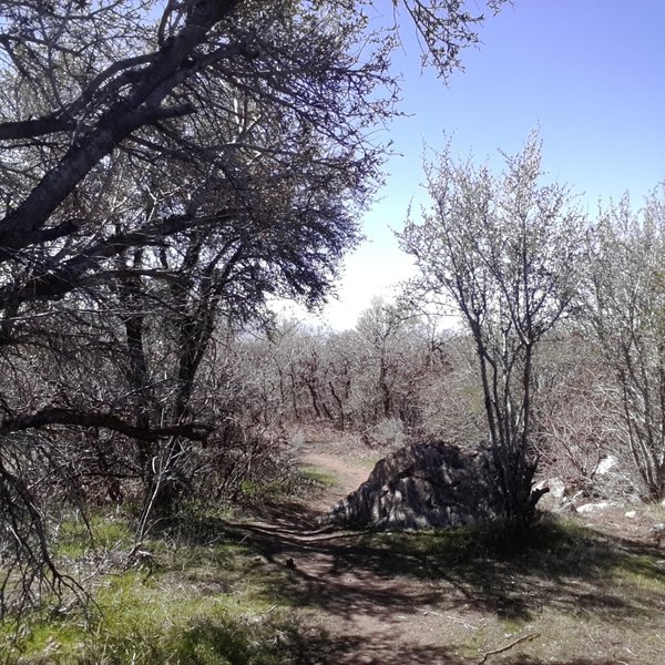 Bonneville Shoreline Trail above Kaysville/Fruit Heights area facing south.