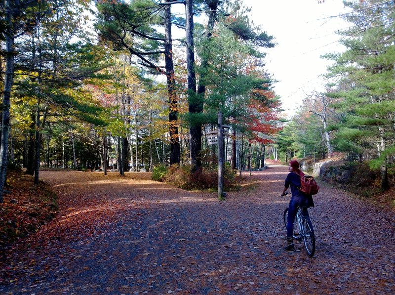 Shannon and a fork in the road, Acadia National Park, Maine.