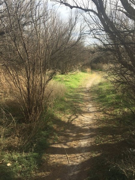 Trail in Tamaracks.