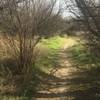 Trail in Tamaracks.