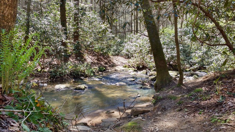 Water crossing on Pulliam Creek Trail. Deep water. Hop across large rocks behind large tree on right in photo.