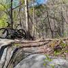 Atop a rock ledge on Green River Cove Trail.