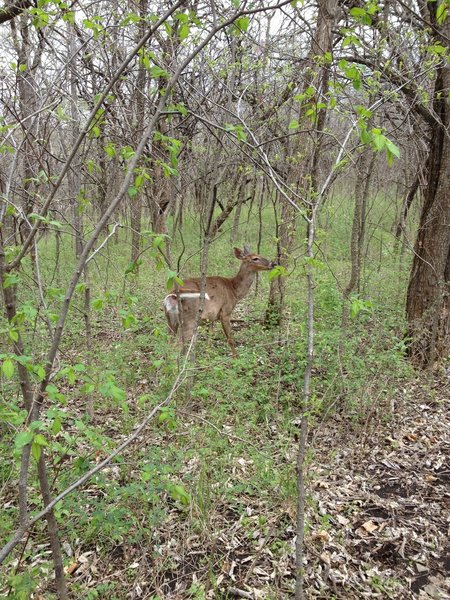 Some of the abundant wildlife you'll encounter.