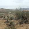 Looking to the west from Prospector Trail. What a fun trail.