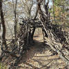 A tunnel of tree limbs on the Blue Trail. with permission from opscene