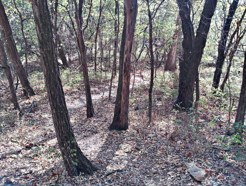 Tree trunks along the Blue Trail. with permission from opscene