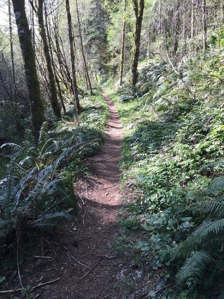 Bells Mountain, amazing flowy singletrack.