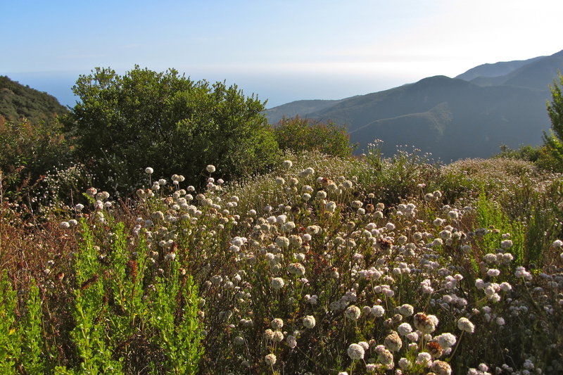 California Buckwheat and view of the Pacific. with permission from laollis