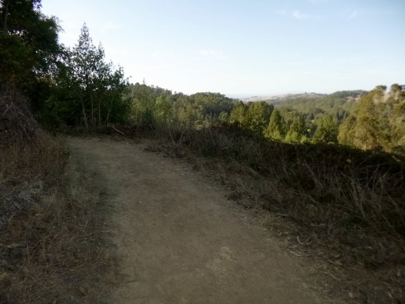 Looking north from Redwood Trail over Wildcat Canyon.