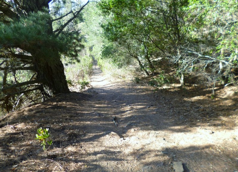 Narrow section of Vollmer Peak Trail.