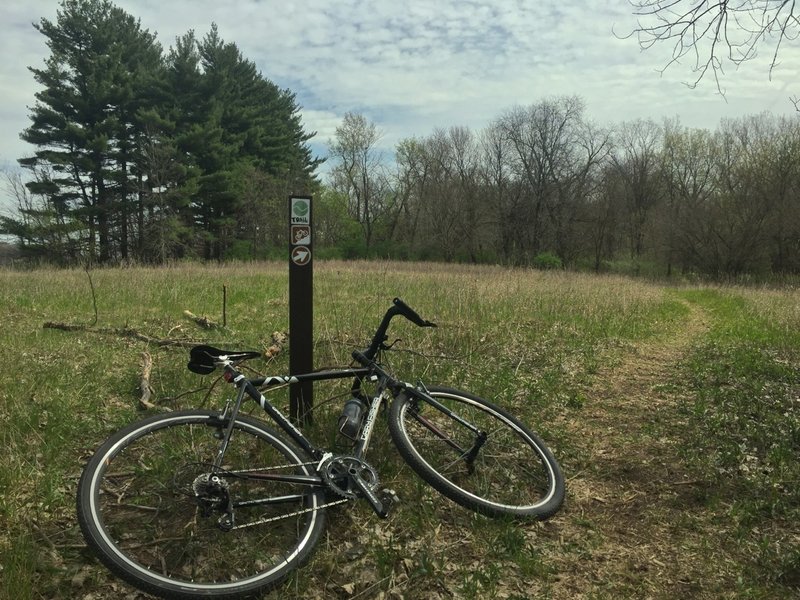 I can see why trail users follow the game trail into the pine grove, but yeah, stick to the Sac & Fox singletrack trail to the right as the pines are a protected habitat, thanks! - Ken from LAMBA