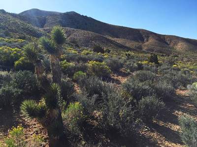 Spring life along the Dead Horse Trail.