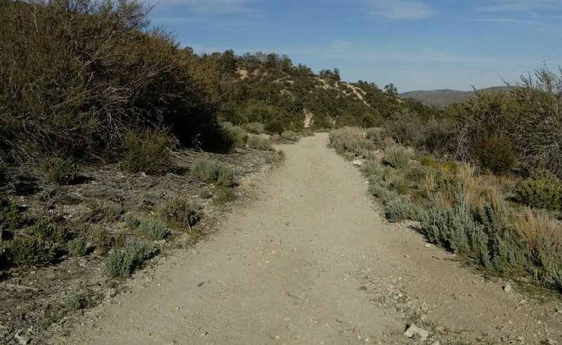 The beginning of the Lower Forest Road 9N01.