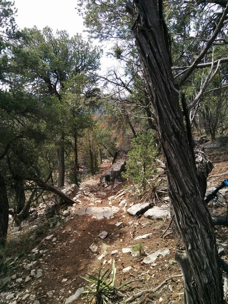 Rocky in places on the way down into the canyon.