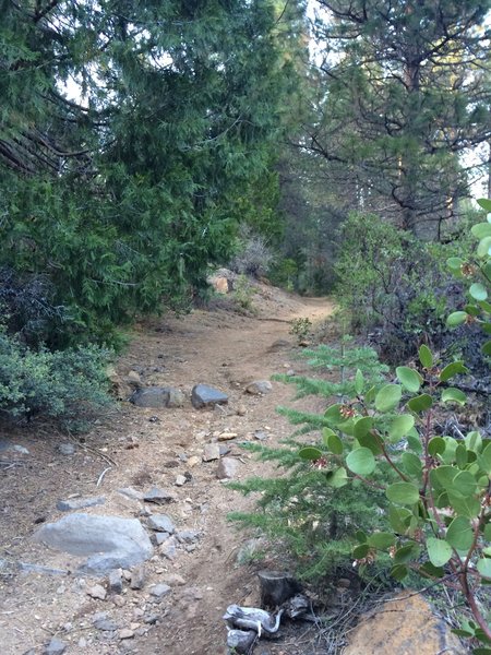 Where the sign indicates "trail" pointing left at where it splits, marking the first and largest ascent in the tunnel trail.