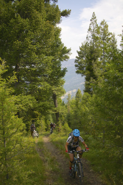 The north end of Twelvemile Meadow Trail climbs steeply up from Goldbug Ridge Trail. Too steep for some to ride.