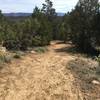 Pinyon Traill is nice singletrack for families and beginners.