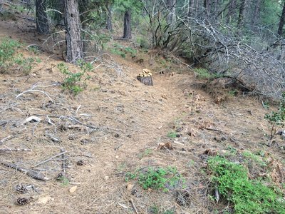 The beginning of the short windy descent that is the Zap Trail.
